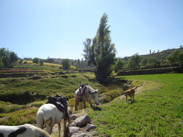 horsebackriding