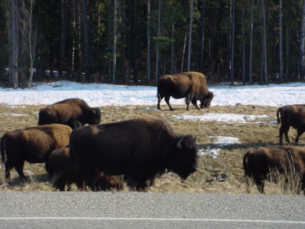 Bison on the left