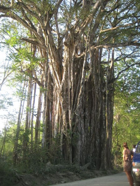 A 300 yr old monster near Cabuya