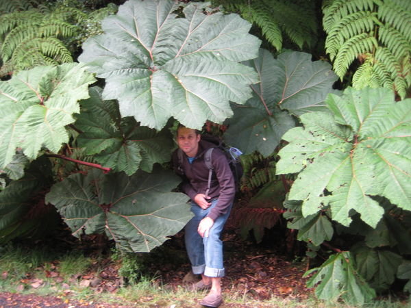 Prehistoric plant - a.k.a poor man's umbrella