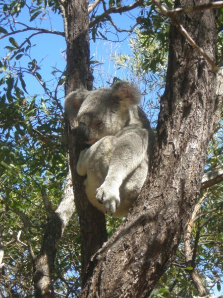 Our first Koala in the Wild