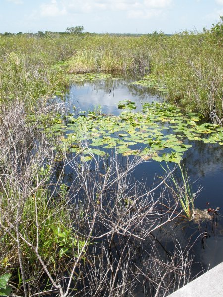 Everglades Scenery