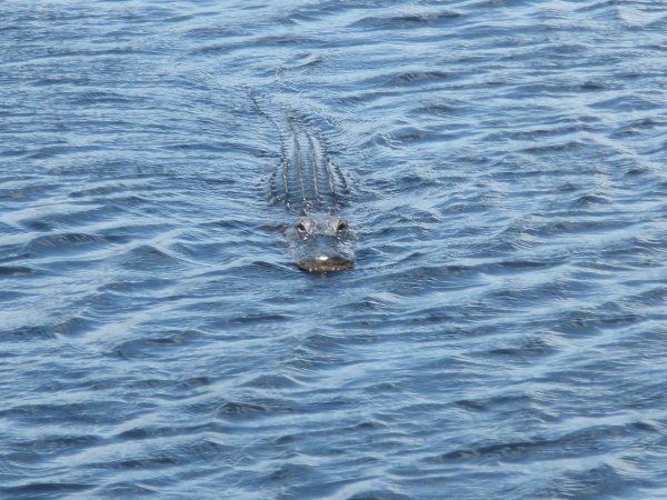 Our first wild Gator