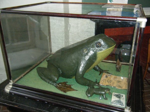 Colemans Frog