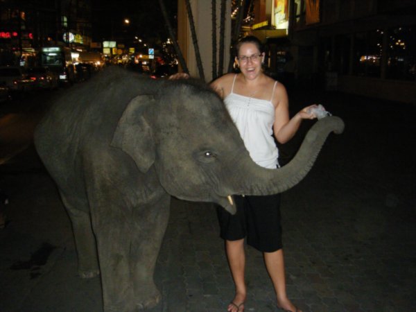 Juvenile elephant in the streets