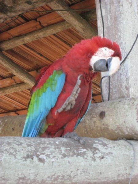 Resident parrot