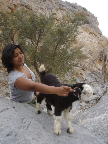 a baby goat we found near Nakhl Hot Springs
