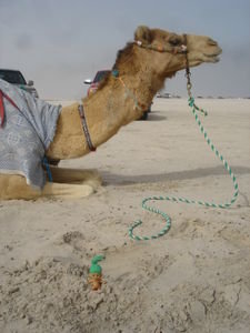 Key Perth Green with camel rides :)