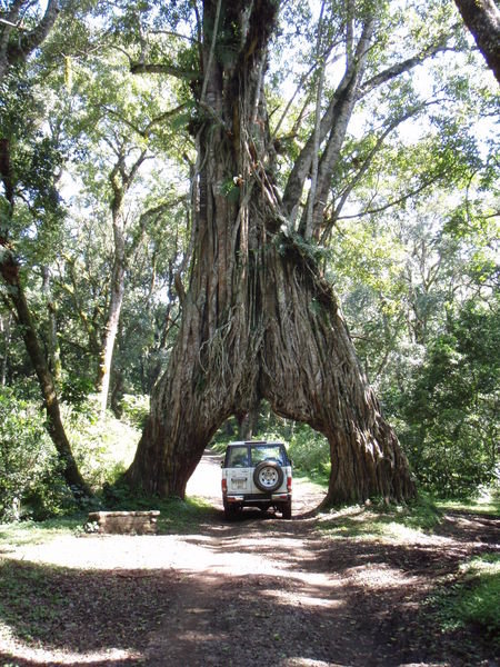 Fig Tree Arch - Arusha National Park