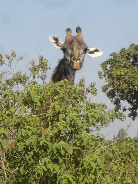 Twiga is swahili for Giraffe