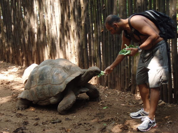 This tortoise is 185+ yrs old
