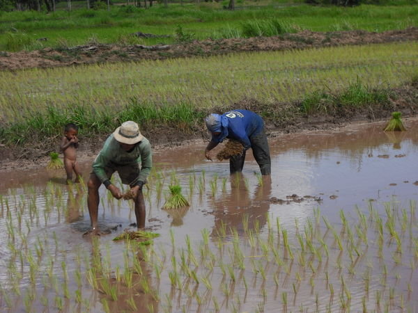A Family Planting Rice