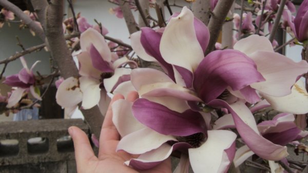 Magnolia blossoms on the tree in my yard