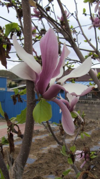 Magnolia blossom.