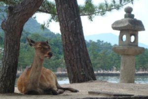 Miyajima- covered with deer