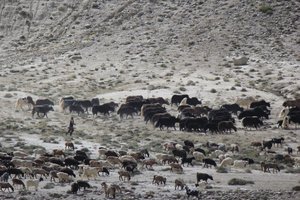 Afghan yak herder meets goat herder