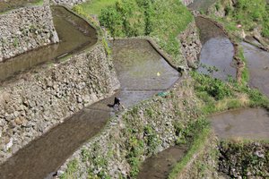 Planting the rice terraces is back breaking work
