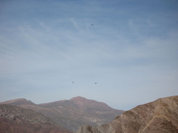 3 eagles soaring above Tupiza