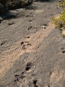 raptor dinosaur footprints