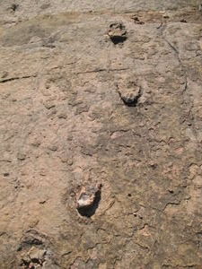 raptor dinosaur footprints