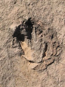 velociraptor footprint