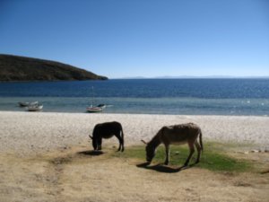 Donkeys - Isla del Sol