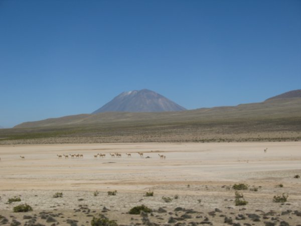 Scenery on the way to Arequipa (wild vicunas in the foreground)