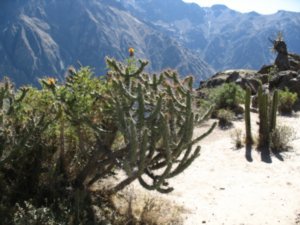 Mountain cactus