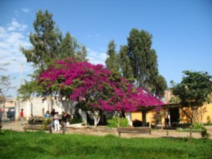 La Huaca Arco Iris, cool tree in the grounds