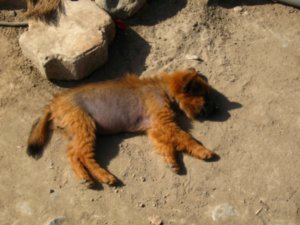 Peruvian Hairless Puppy
