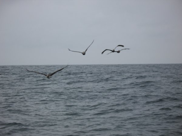 Pelicans out at sea