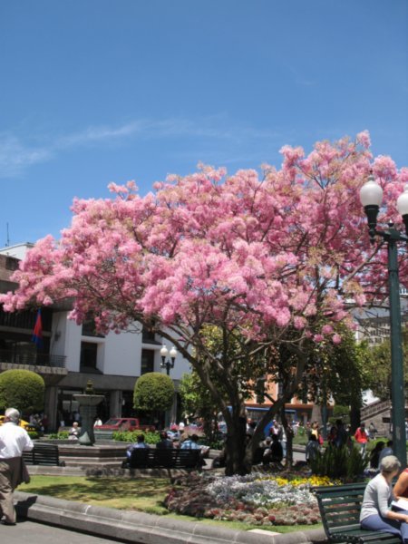 Cool blossom - Central Plaza