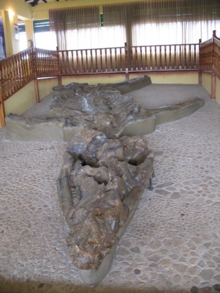 El fossil (7m, without tail, baby Kronosaurus)