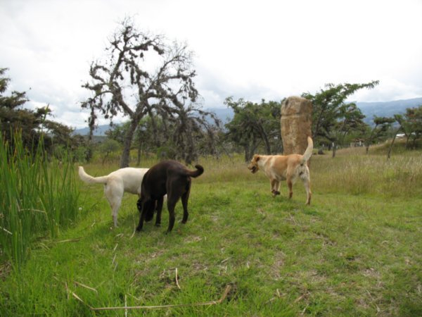 The dogs that adopted us running riot at the monoliths