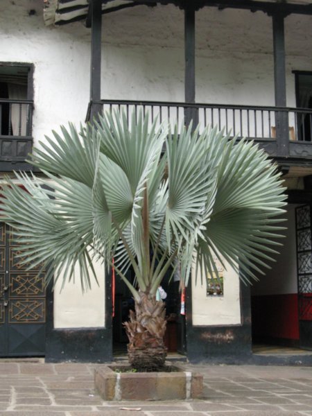 Plant, main plaza,San Gil