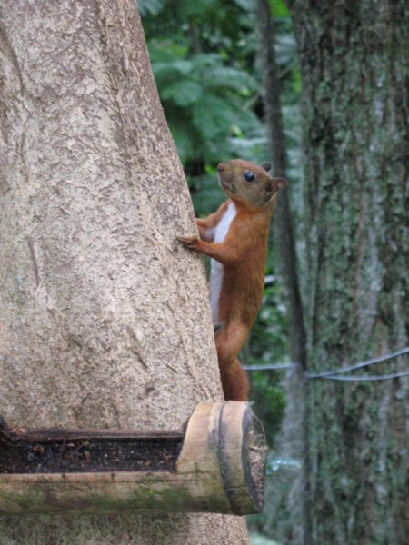 Red squirrel, Parque El Gallineral