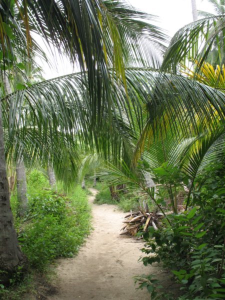 The path out before it heads into jungle