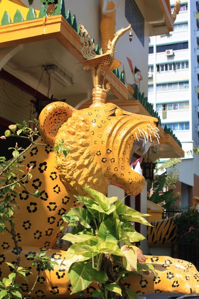 Temple tiger