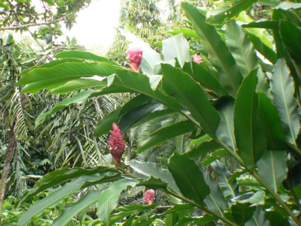 A1 Cairns Botanic Gardens