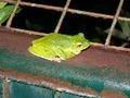 B13 White lipped Tree Frog at the Night Zoo