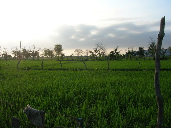 Rice field after rice field