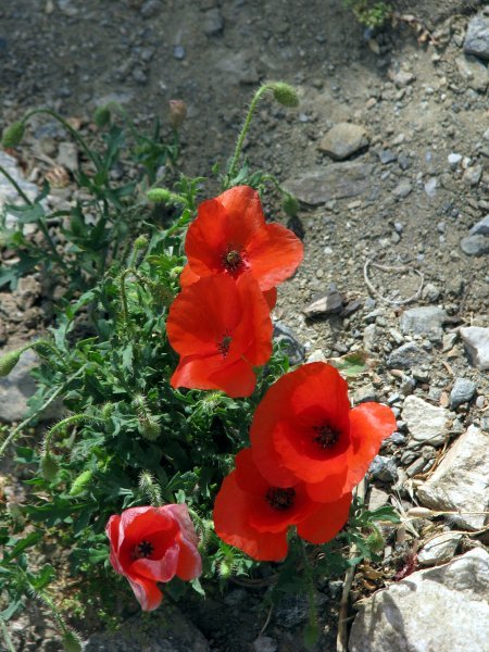 Poppies the last of the spring flowers growing by the roads
