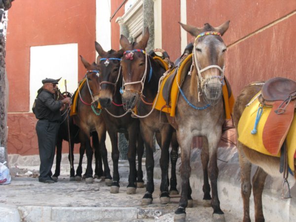 Donkeys in waiting