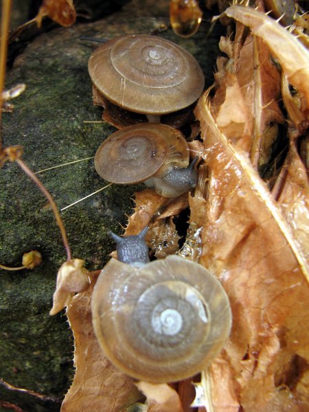Flat snails