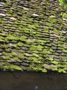 Old mossy roof tiles