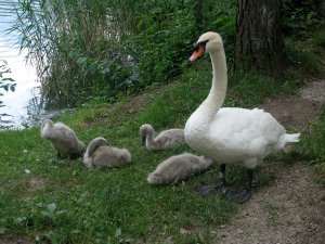 Swans and cygnets by Lake Bled