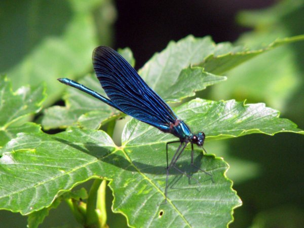 Blue Dragon Fly
