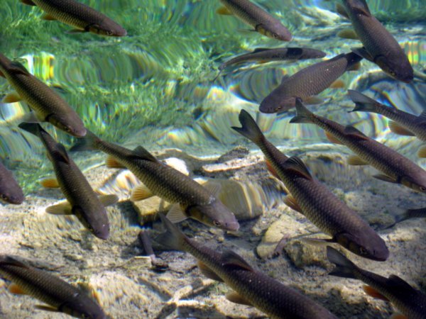The  trout were absolutely profilic and the water so clear.