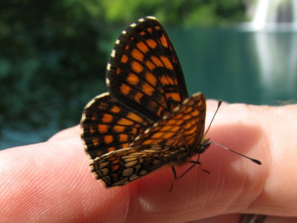A Butterfly on Di's finger