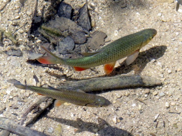 Trout - green with red fins